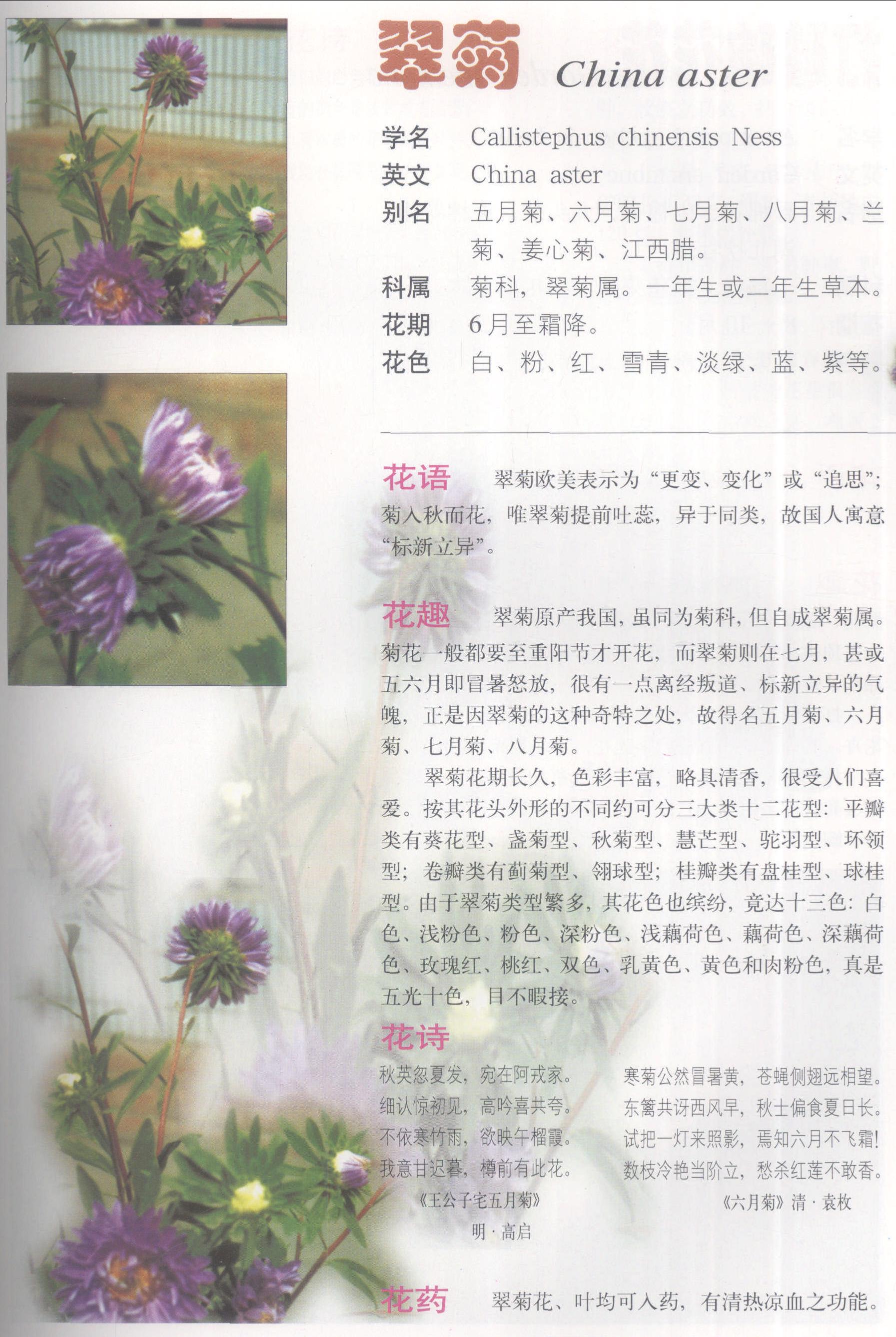 翠菊