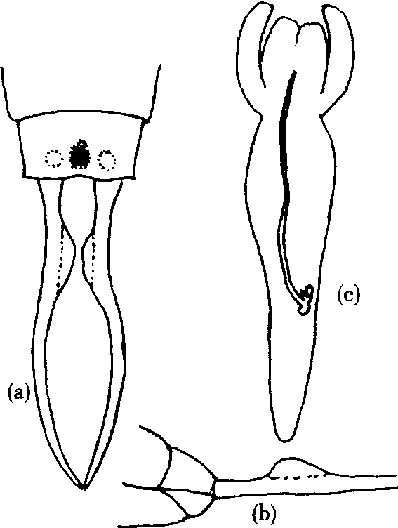 14.馬迪垂緣球螋