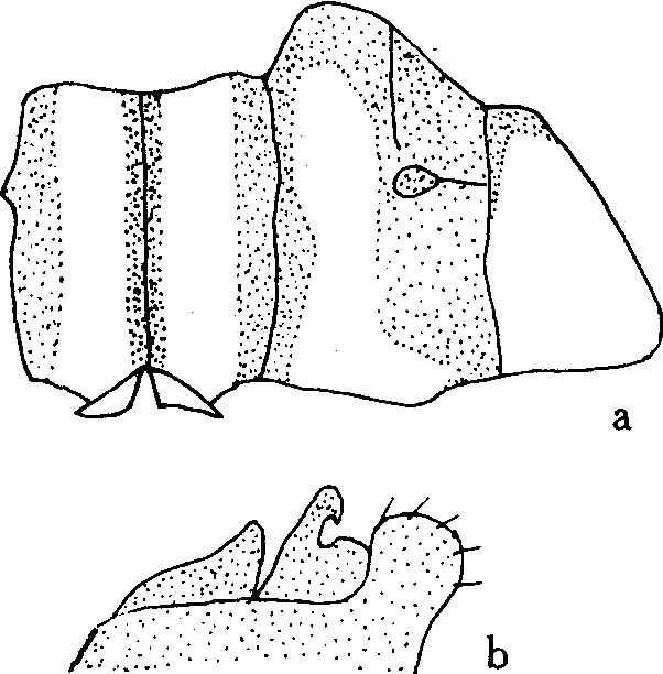 15.異色灰蜻