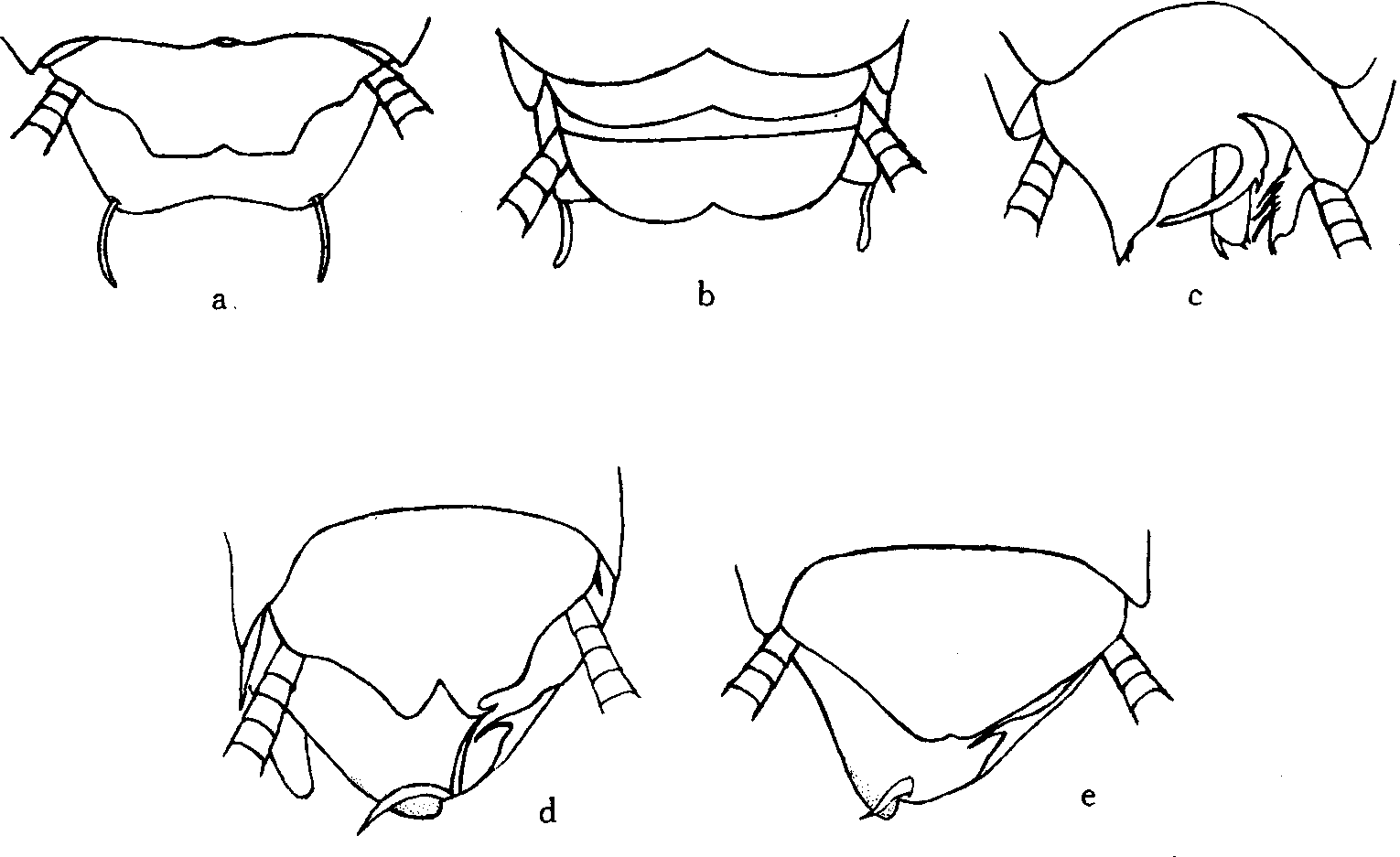 3.棒突刺板蠊