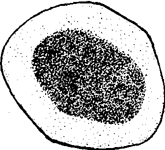 6.黃緣擬截尾蠊