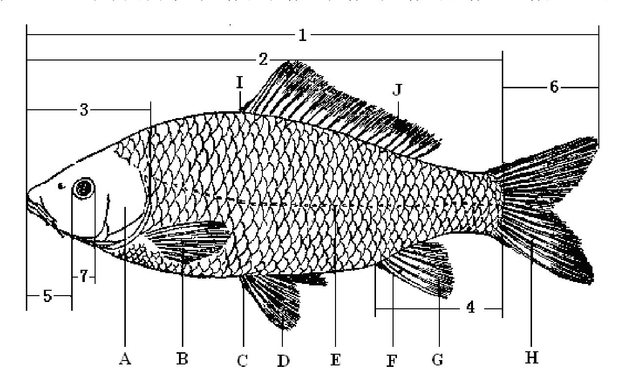 魚外部形態(tài)觀察與測(cè)量