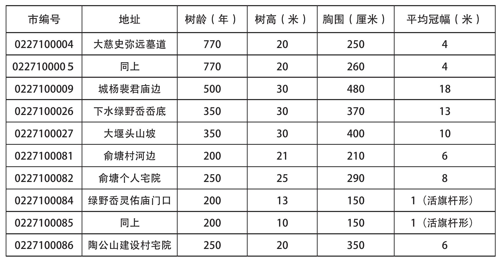 第二節(jié) 銀杏